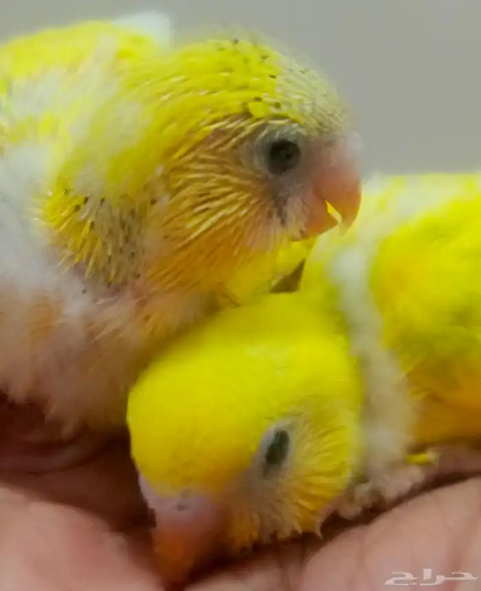 زوج بادجي وفروخه 4