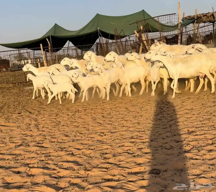 حريات حرش مواليد نوادر((( تم البيع ))) 1