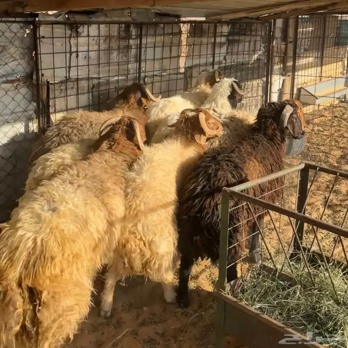 خرفان نعيم ( تم البيع ) 0