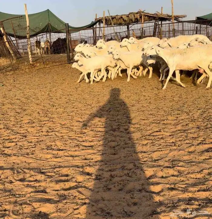 حريات حرش مواليد نوادر((( تم البيع ))) 2