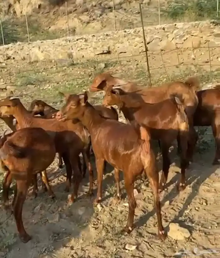 عنقان او جفار معزا دهم دفيع 11( تم البيع ) 0