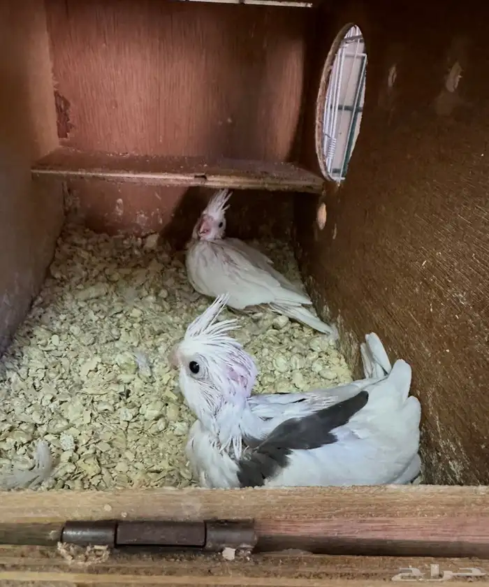 زوج كروان مستوى فخم منتج تم البيع 5