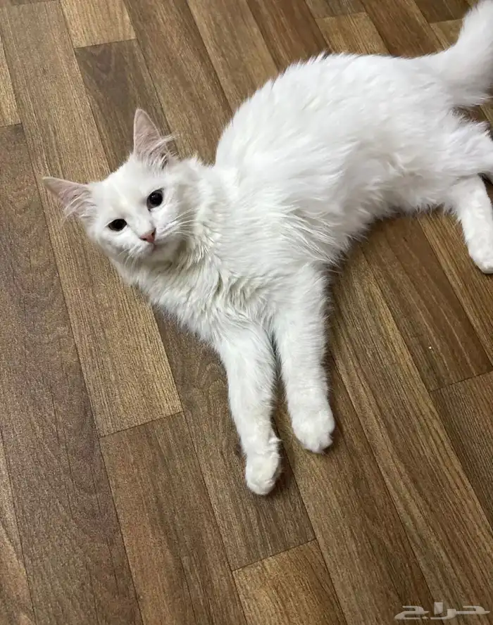 قطة للبيع 1