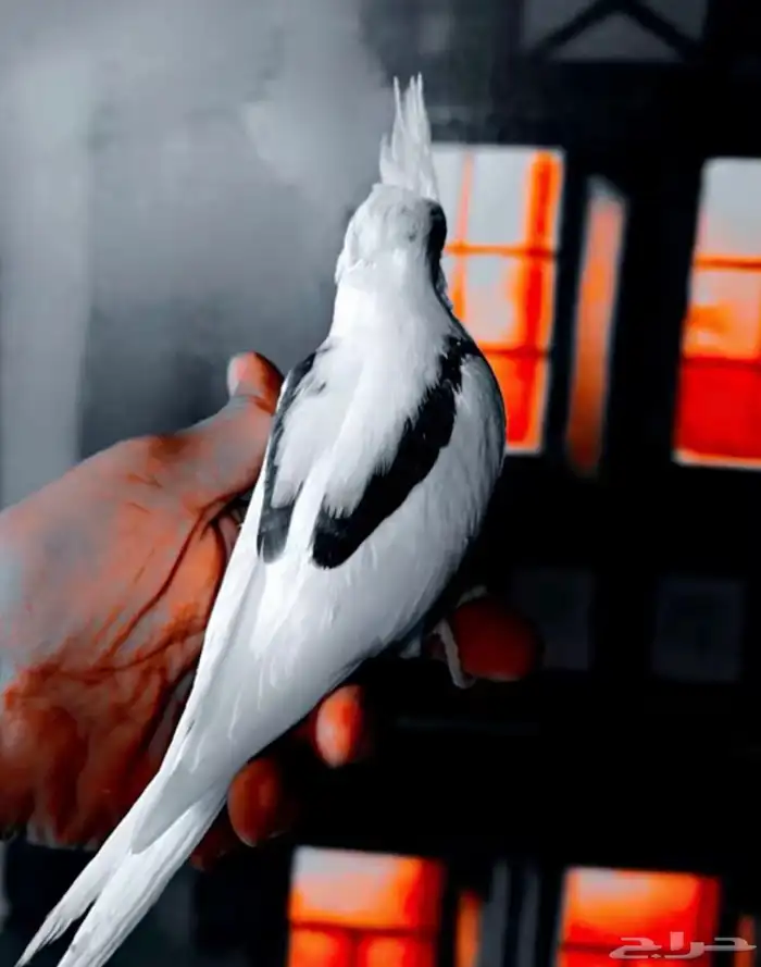 زوج كروان مستوى فخم منتج تم البيع 7