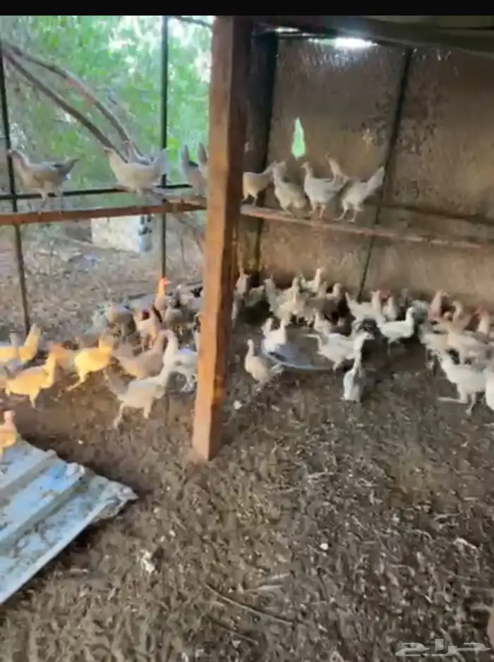 دجاج فيومي قوالد عمر ثلاث شهور 0