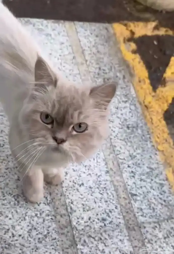قطة منزلية بجانب اوا لامي 0