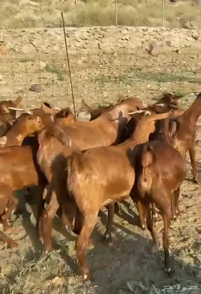 عنقان او جفار معزا دهم دفيع 11( تم البيع ) 3