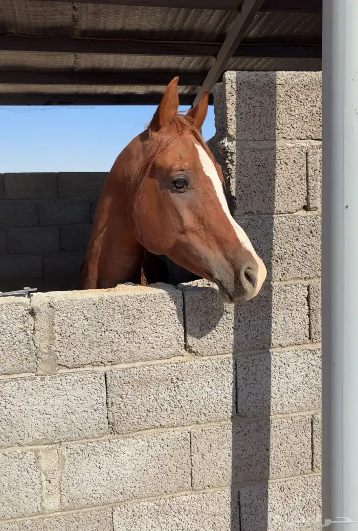 حصان واهو معسوف 0