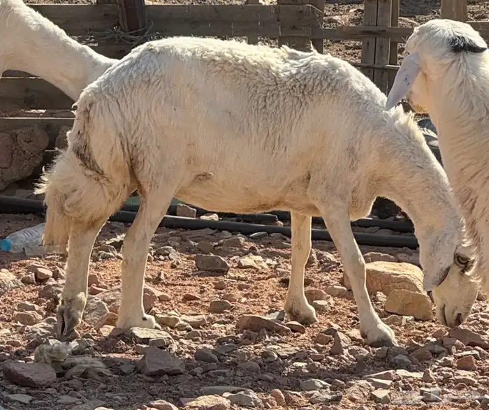 رخل للبيع 0