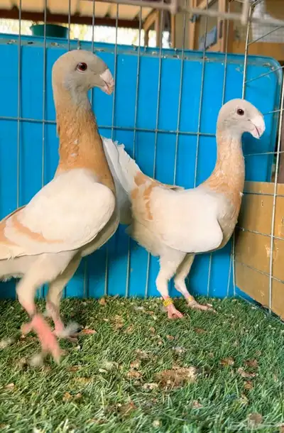 مجموعة هوامر فاخره index