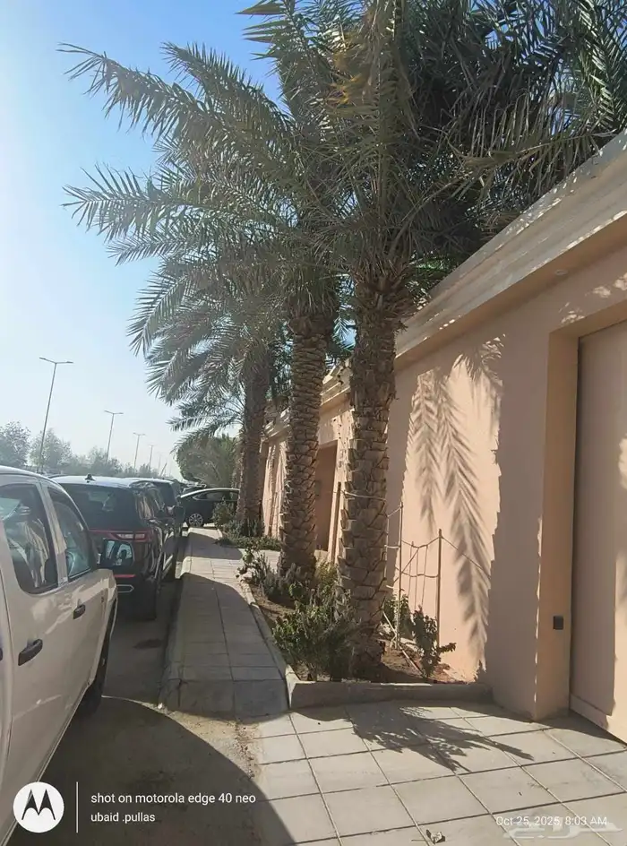 4حبات نخل عربي للبيع 0