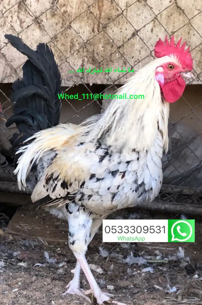 23 ديك بلدي عنيزة 10 شهور 11