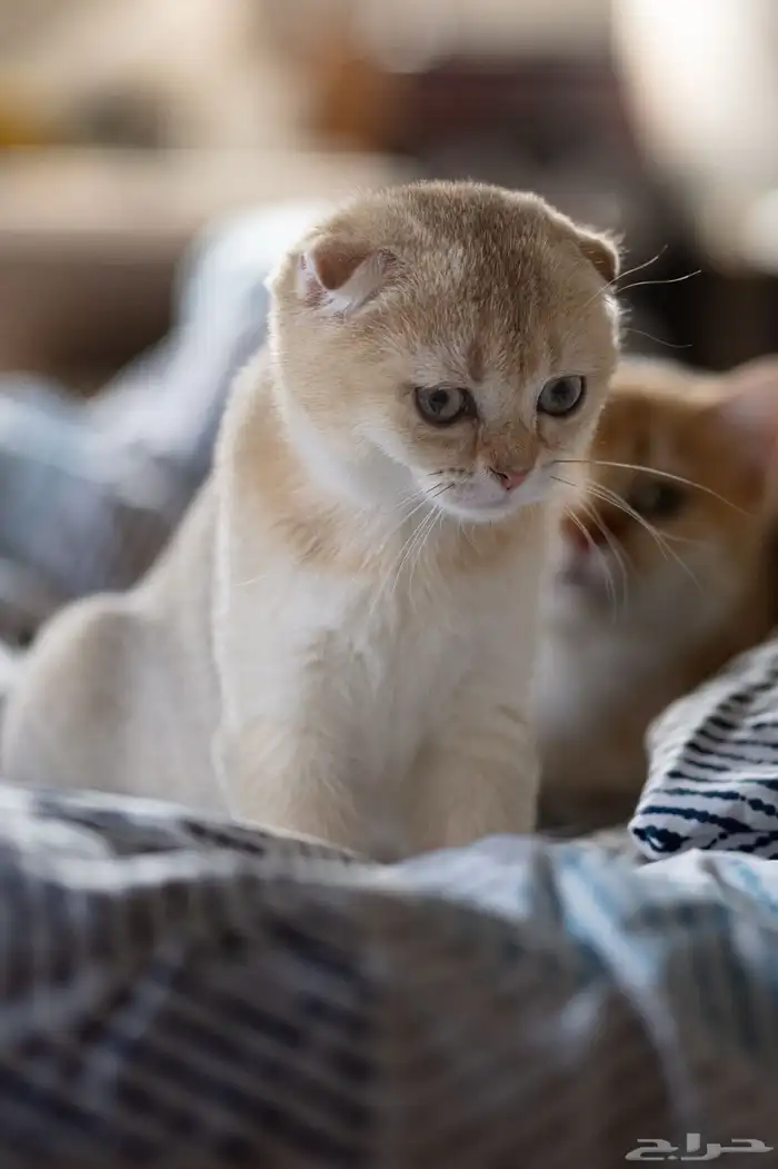 قطط سكوتش فولد 2