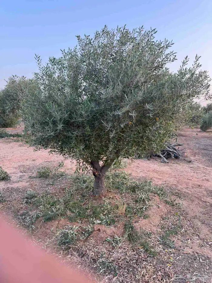 شجر الزيتون احجام مختلفه واشجار السدر والترمناليا 0