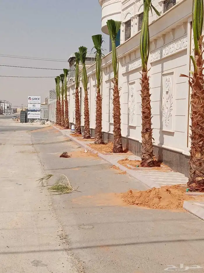 اشجار ونخل توريد وتركيب 5