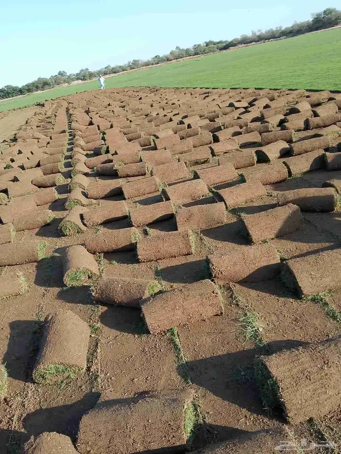 نجيل طبيعي c2000 1