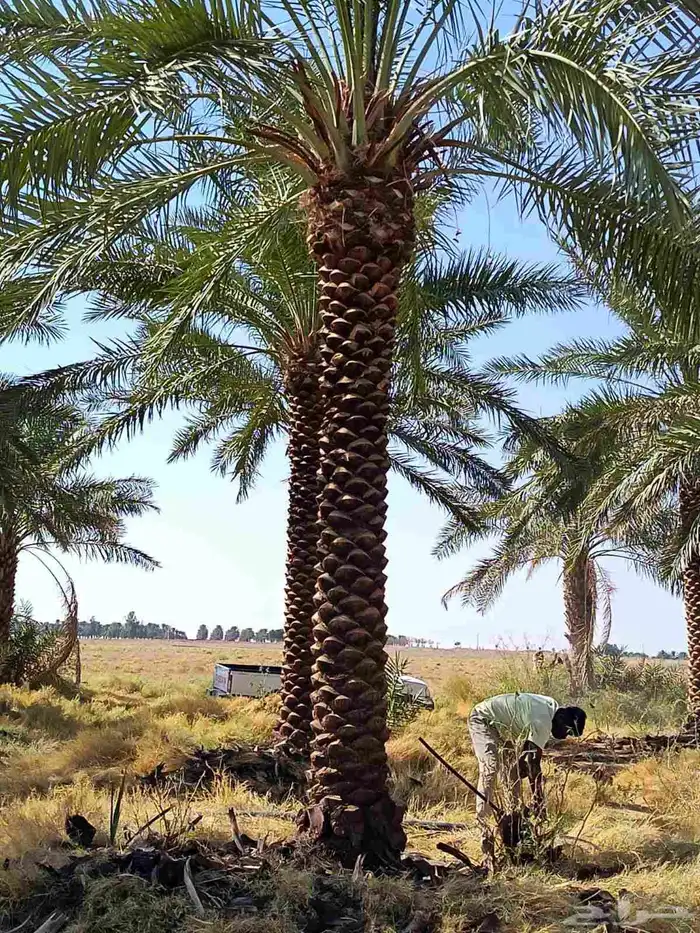 نخيل تكريب هلال من 4متر لا5متر 5