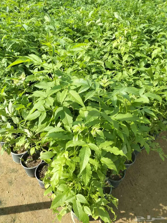 تصميم وتنسيق الحدائق وتركيب التيل الطبيعي وشبكات الري الحديث 8