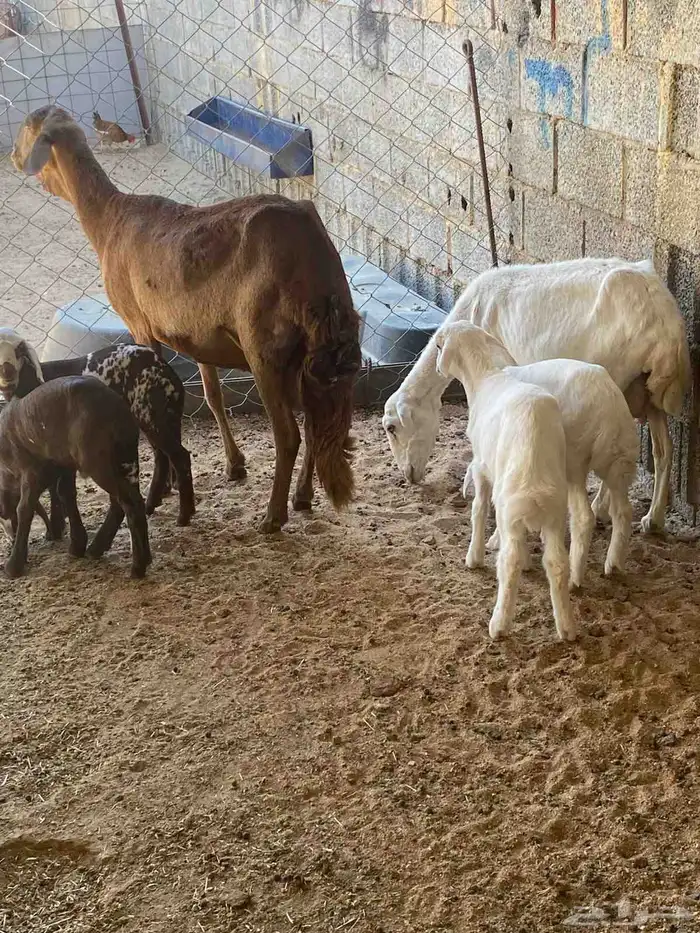 للبيع سواكنية خلفه و وشاه رفيدية خلفه 4