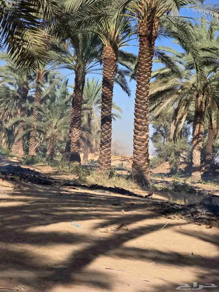 نقوم بتكريب النخيل وتنضيف وجراد وقلع وغرس وتحويض التواصل ( ر 5