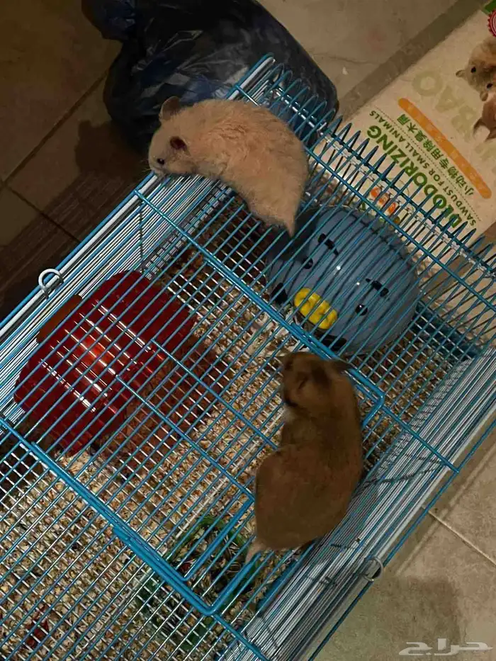 ازواج هامستر مع القفص والاكل والماء ولعبتهم 0