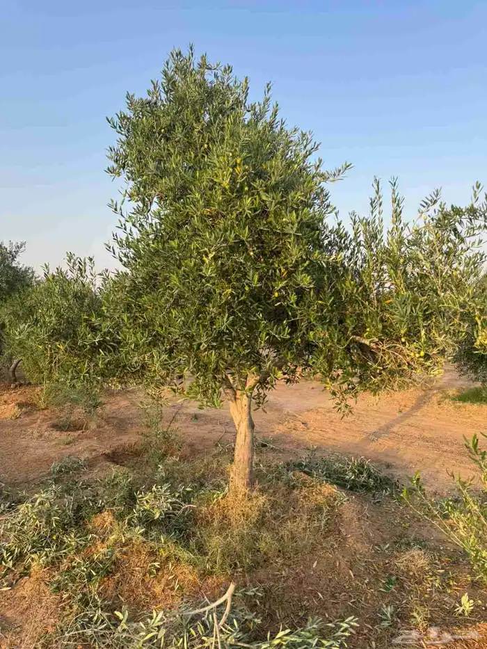 شجر الزيتون احجام مختلفه واشجار السدر والترمناليا 2