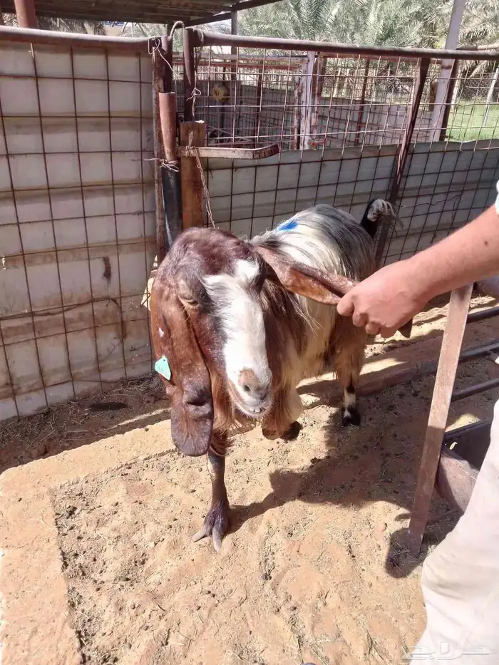 ثلاث معزا بلدي للبيع 0