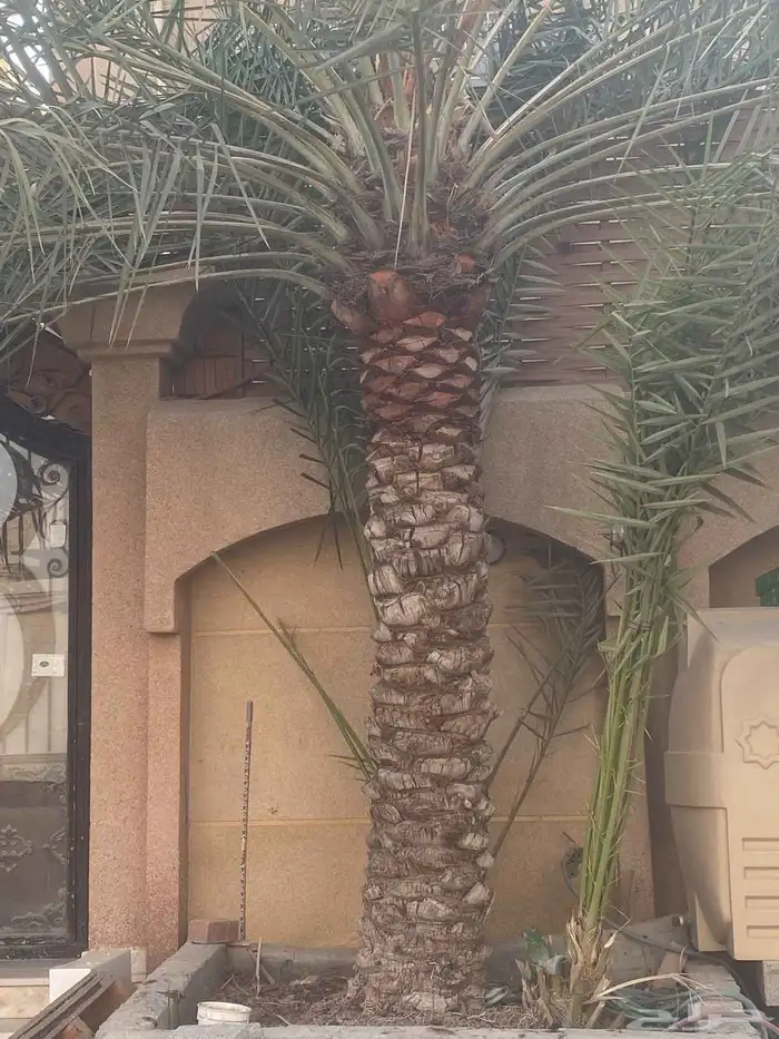 ابوياسين لبيع جميع انواع النخيل البلدي والواشنطن والفسيل 3