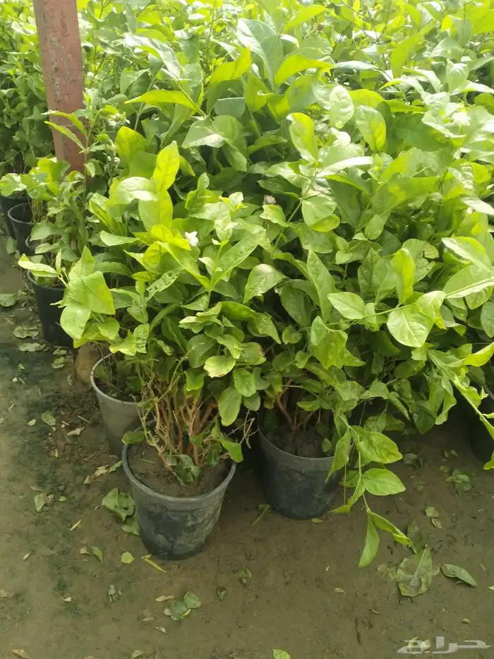 تصميم وتنسيق الحدائق وتركيب التيل الطبيعي وشبكات الري الحديث 7