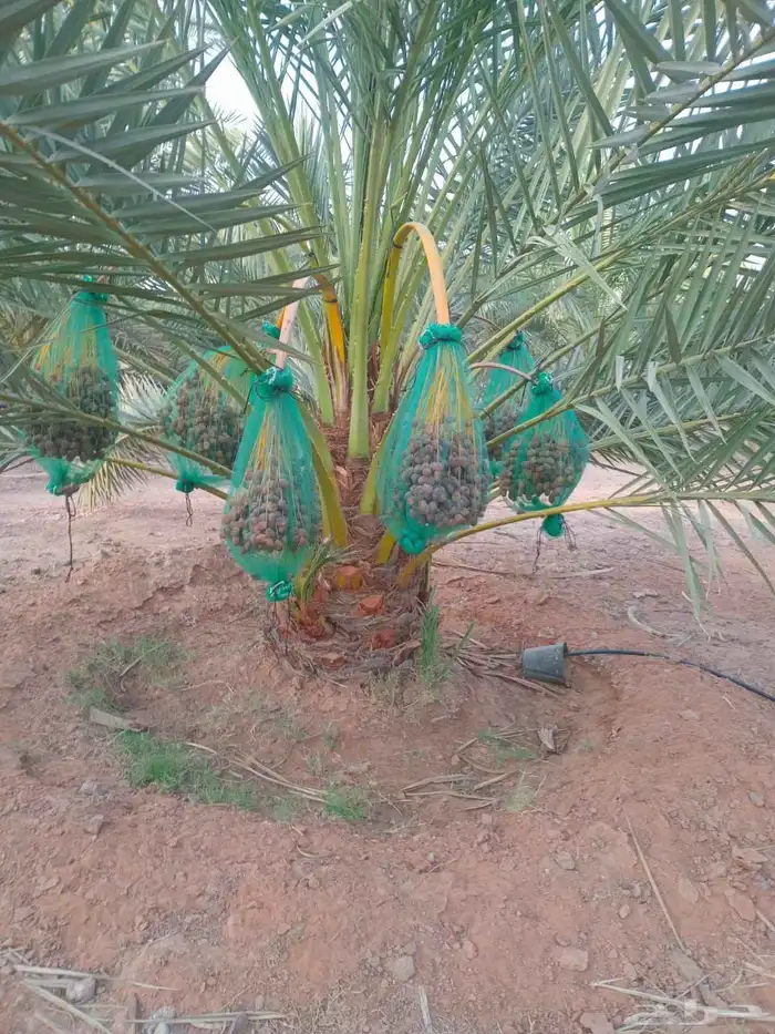 اسلام عليكم ورحمت الله وبركته نقوم وبتوريد جميع أنواع انخيل 4