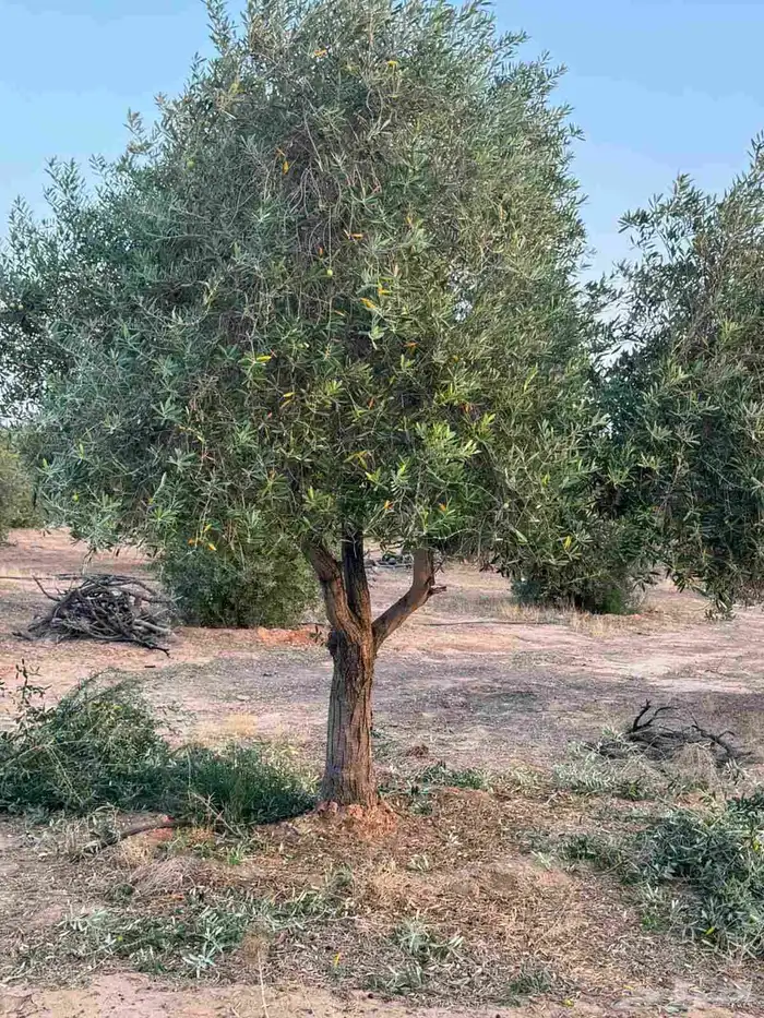 شجر الزيتون احجام مختلفه واشجار السدر والترمناليا 4