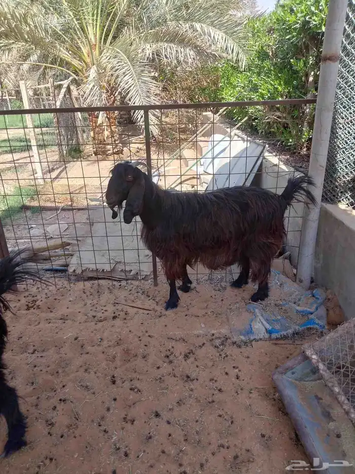 ثلاث معزا بلدي للبيع 1