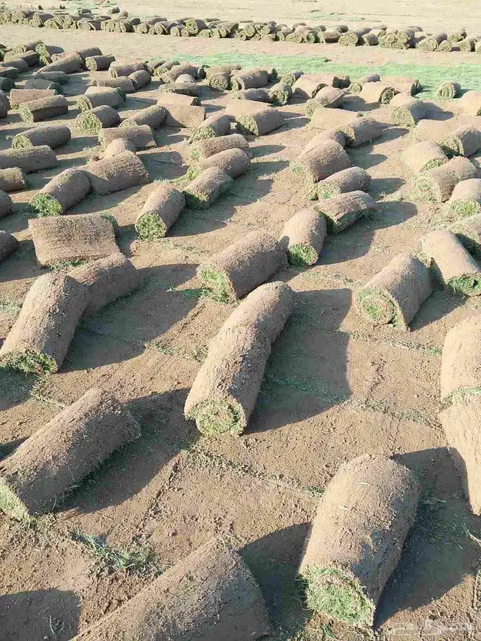 نجيل طبيعي c2000 7