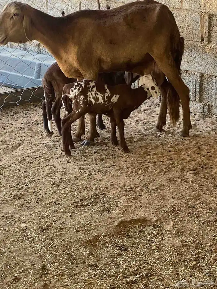 للبيع سواكنية خلفه و وشاه رفيدية خلفه 2
