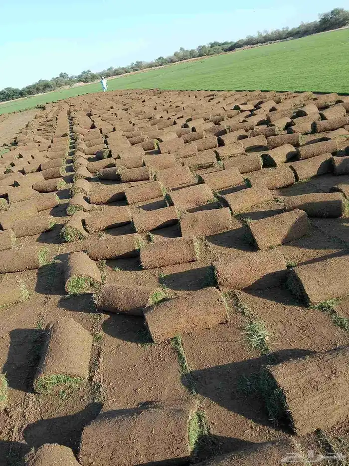 نجيل طبيعي c2000 8