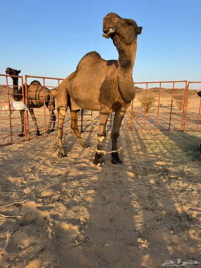 للبيع فحل اصفر 2