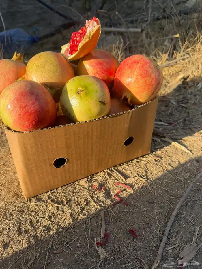 رمان الباحه 5