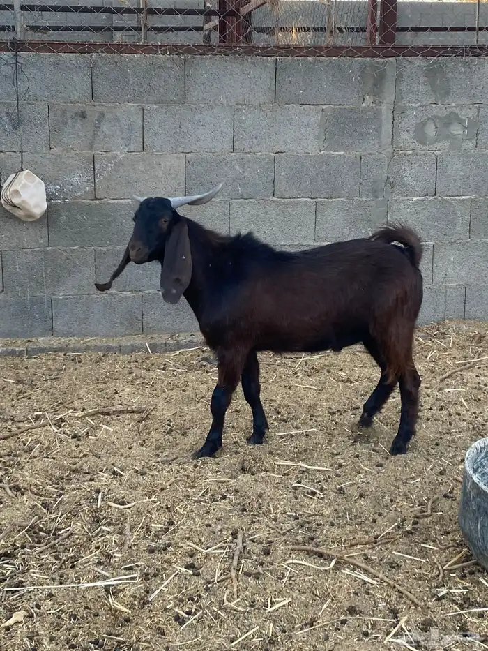 تيس قبرصي اصل 0