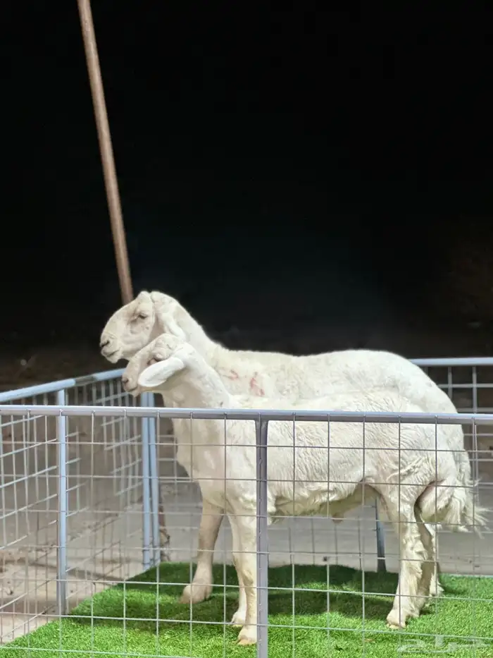 عرض الفحل ونتاجه 13