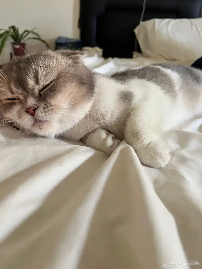 قطة سكوتش منشيكن للبيع 1