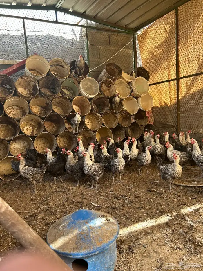 دجاج فيومي شبابي بياض 0