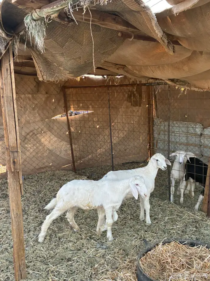 بهم تربيه 6