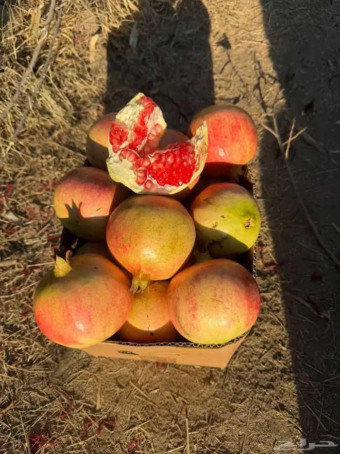 رمان الباحه 4