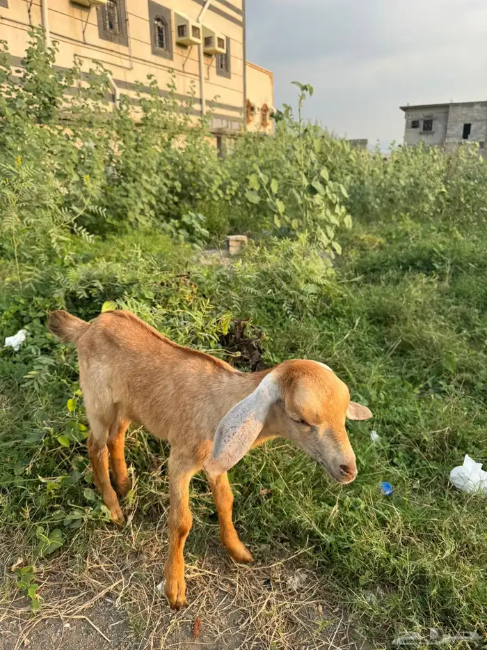 عناق للبيع 3