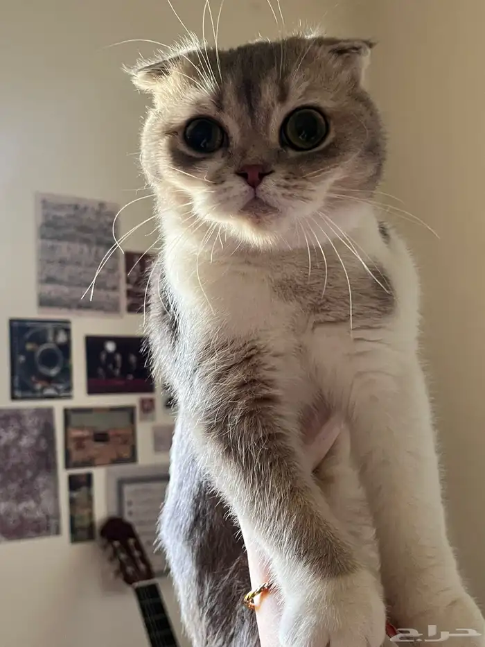 قطة سكوتش منشيكن للبيع 0