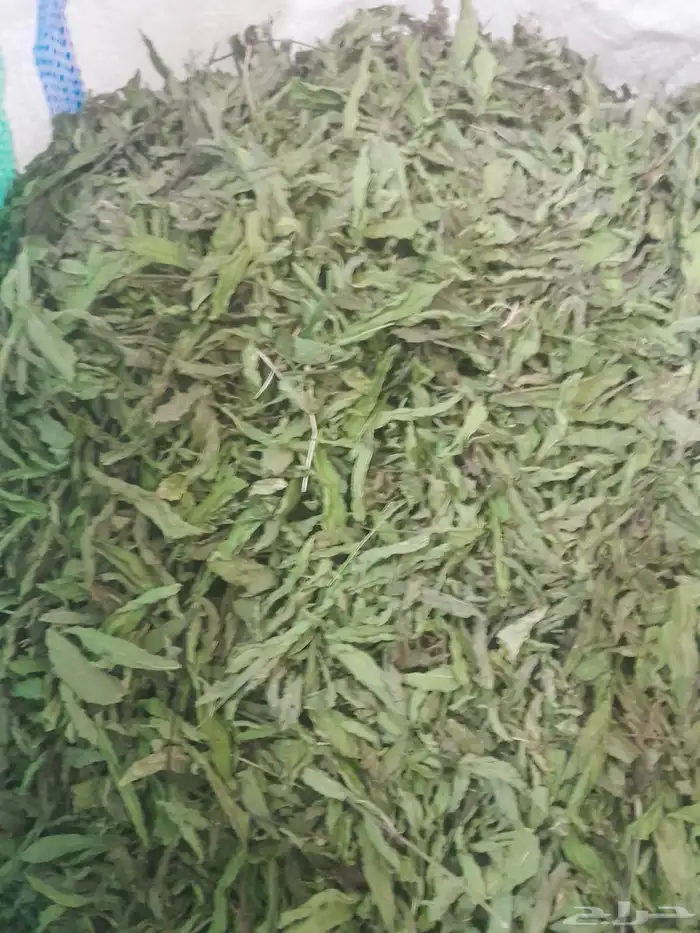 نعناع مغربي عقده 0