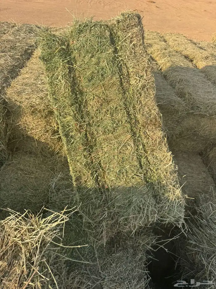 برسيم اعلاف جندير 2