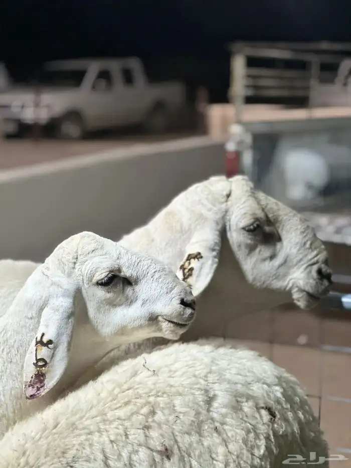 عرض الفحل ونتاجه 12