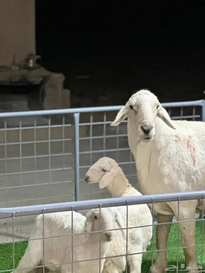 عرض الفحل ونتاجه 8