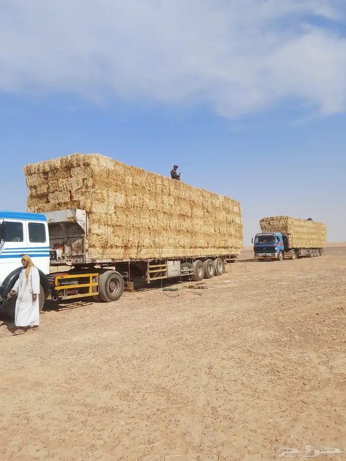 تبن بر حولي وجديد والدفع عند الوصول 3